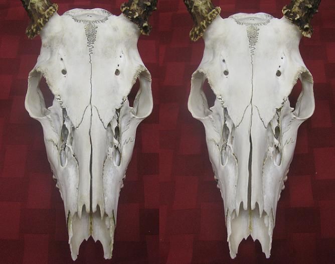 Skull cleaning revisited Archery Talk Forum